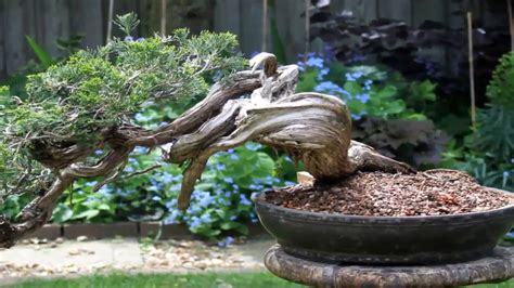 Deadwood Bonsai Techniques Such As Jin And Shari Simulate Age And