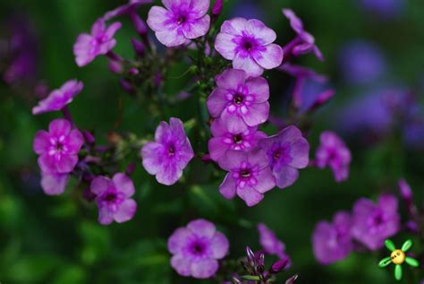 Флокс 'Мэджик Блю' / Phlox 'Magic Blue'