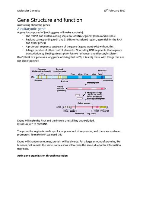 SOLUTION: Molecular genetics gene structure and function - Studypool