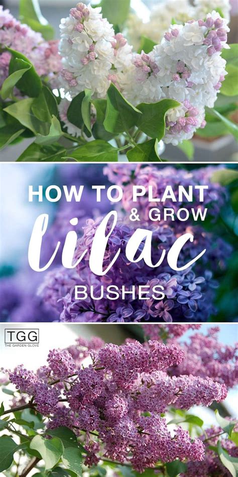 Planting Lilac Bushes Tips And Tricks For A Fragrant Garden