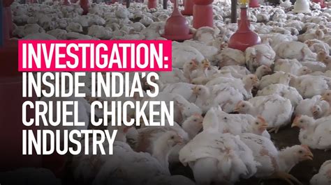 Inside India S Cruel Chicken Industry Youtube