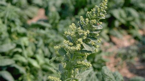 Spinach Plant Flowering