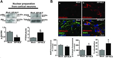 Effect Of Nuclear NCX1 Inhibition On Nuclear Resident PTEN Akt Pathway