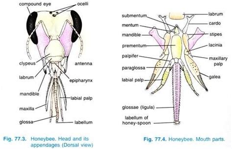 55 Awesome Mouthparts Of Insects Biology Discussion Insectza