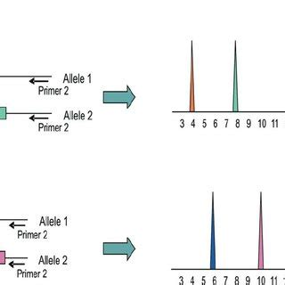 Examples Of Chimerism Analysis Results Using STR Analysis DNA Was