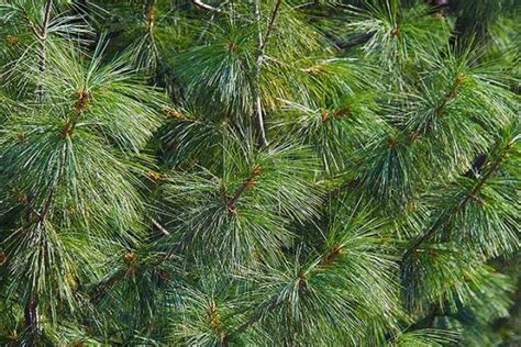 The Best Pine Fir And Spruce Identification Guide