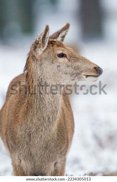 Herd Red Deer Snow Bushy Park Stock Photo 2234305013 | Shutterstock