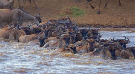 Maasai Mara Wildebeest Migration Safari