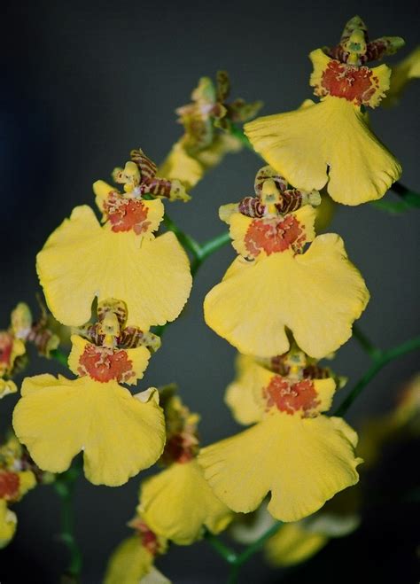 Oncidium Sweet Sugar Neira Magic B Flickr