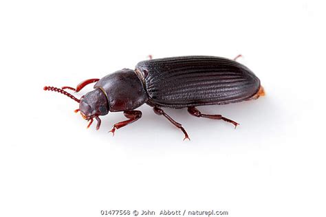 Stock Photo Of Darkling Beetle Tenebrio Molitor Captive Austin