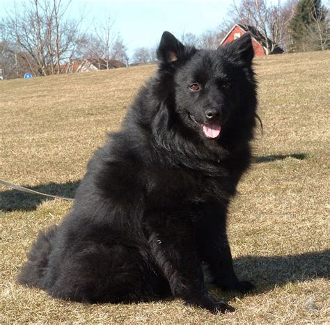 Swedish Lapphund Breed Guide - Learn about the Swedish Lapphund.