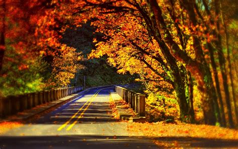 Wallpaper Sunlight Forest Fall Night Nature Reflection Road