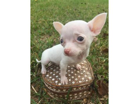 teacup applehead chihuahua puppies for sale Houston - Puppies for Sale ...