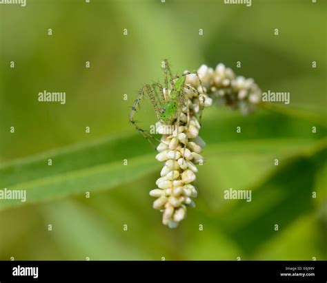 green lynx spider Stock Photo - Alamy