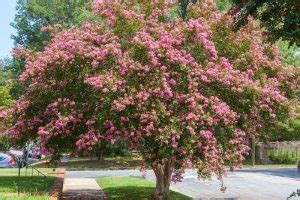 10 Crepe Myrtle Varieties to Grow in Australia | Ultimate Backyard