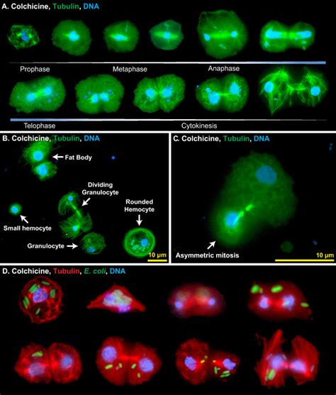 Mitosis Microscopy