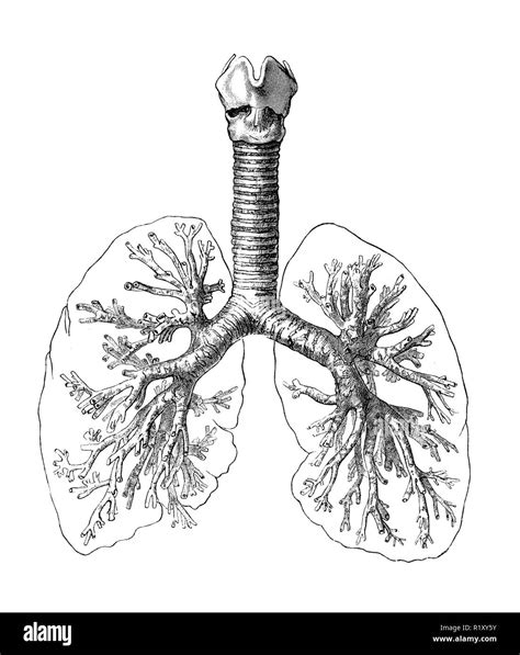 Human Respiratory System Diagram Black And White