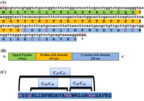 A Nucleotide And Amino Acid Sequences Corresponding To The Open Reading