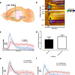 Tmn Histaminergic Neurons The Ventral Tmn Is A Small Lateral Region Of