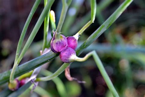 Tree Onion An Eye Catching Onion In The Veggie Patch And Delicious Too