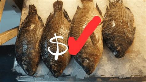 Qu Pescados Son Ricos Y Econ Micos Para Consumir En Cuaresma