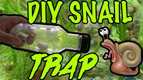 Best Way To Get Rid Of Snails In Aquarium Youtube