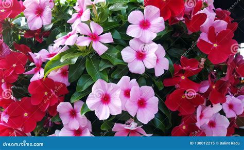 Beautiful Madagascar Periwinkle Catharanthus Roseus Commonly Known