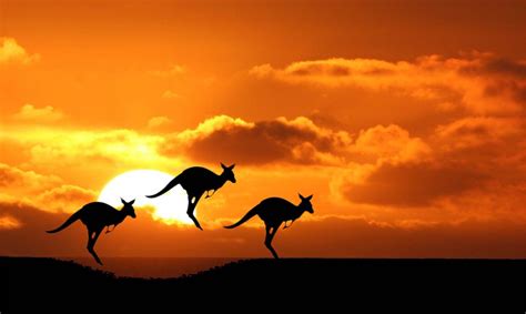 50 Curiosidades De Australia Muy Interesantes Con Imágenes