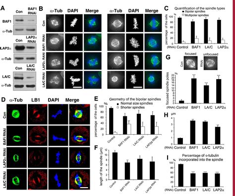 Figure 2 From The Lamin Aclap2αbaf1 Protein Complex Regulates