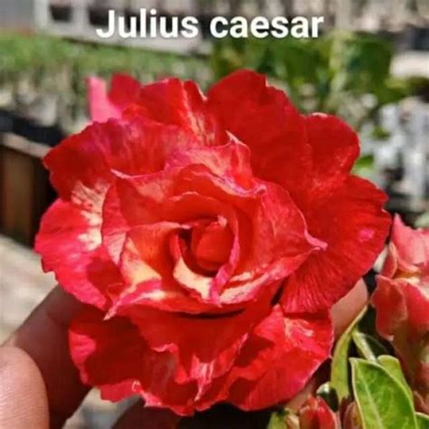 Jual Bibit Tanaman Hias Adenium Kamboja Jepang Bunga Tumpuk Julius