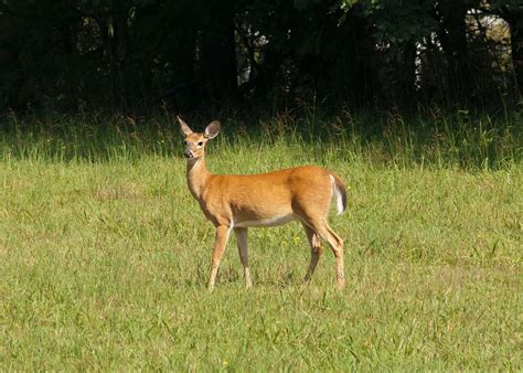 brown-deer-756758 - City Wildlife