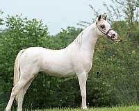 Fancy Overo Shetland Stallion