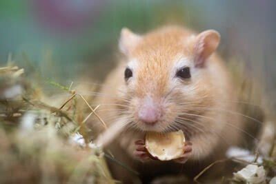 27 Healthy Treats for Gerbils — Gerbil Welfare