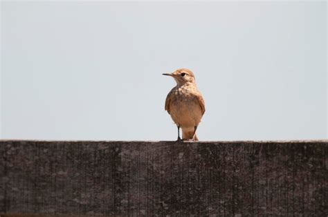 Premium Photo | Rufous hornero argentine national bird ibera marshes corrientes province argentina