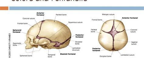 Anatomy Of The Newborn Cranial Sutures And Lateral View