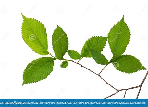 A Tree Branch with Green Leaves Isolated Stock Photo - Image of botany ...