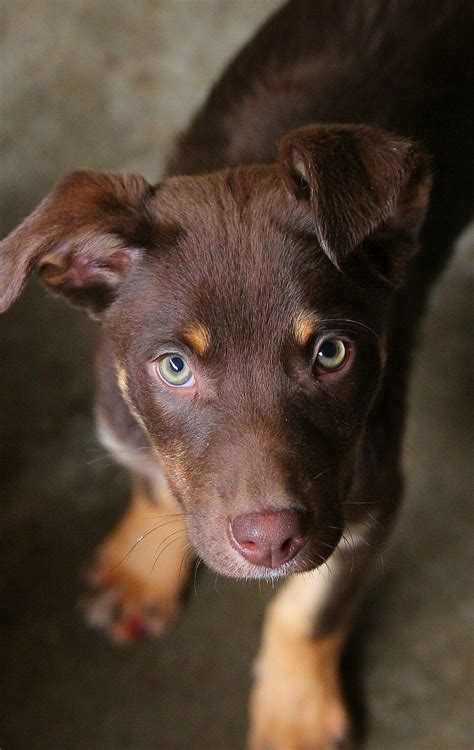 Lacey Medium Female Australian Kelpie Mix Dog In Nsw Petrescue