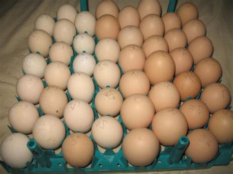 Wynette The Eggs Are Are Here And A Huge Thank You Backyard