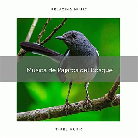 Amazon 1 Música de Pájaros del Bosque Naturaleza Sonidos