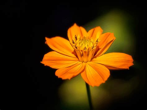 beautiful flower photography macro