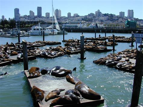 Pier Fisherman S Wharf In San Francisco Cool Places To Visit