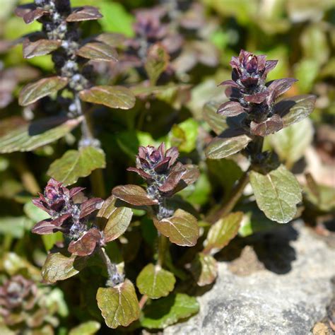 Ajuga Reptans Multicolor Rainbow Bugle Rampante Couvre Sol