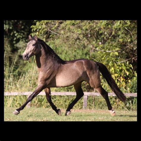 Potro Puro Sangue Lusitano Faberg Do Aret Haras Vale Do Aret