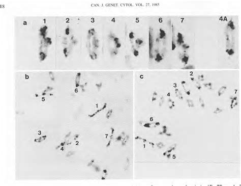 A C Banded Meiotic Chromosomes B Genome And 4A At First Metapnase