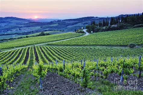 Rows of Grapevines at Sunset Photograph by Jeremy Woodhouse