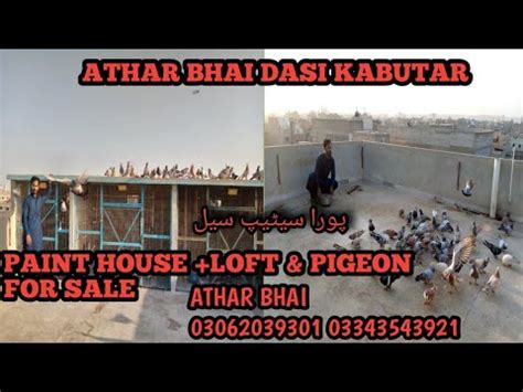 athar bhai dasi kabutar lariyakabutar bazirangeen kabutarreal estate