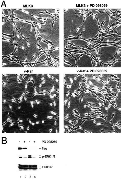 Figure From The Jnk Sapk Activator Mixed Lineage Kinase Mlk