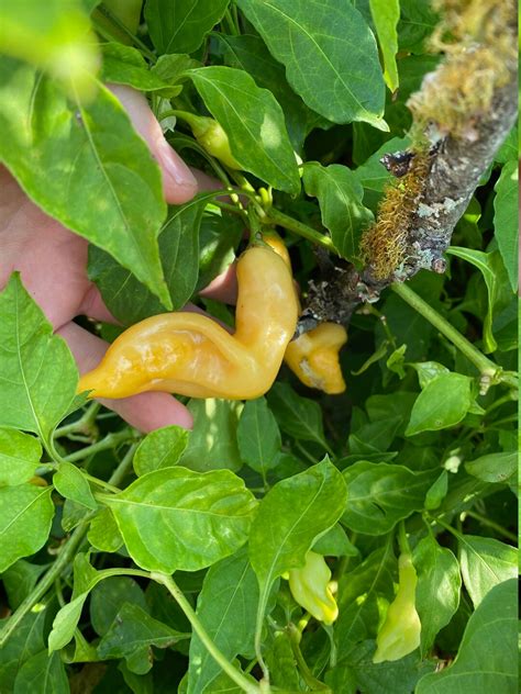 Sugar Rush Peach Hot Pepper Seeds Etsy