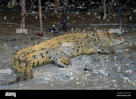 Estuarine Crocodile Or Saltwater Crocodile Crocodylus Porosus Sunning