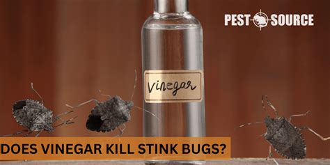 Does Vinegar Kill Stink Bugs? - Pest Source